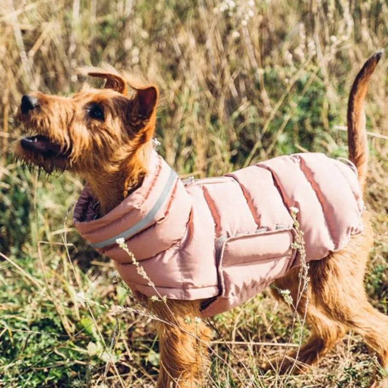 Winter Ward Dog Jacket