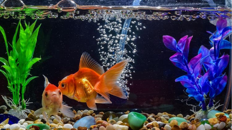 Keeping a tropical fish tank
