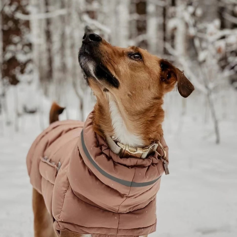 Winter Ward Dog Jacket