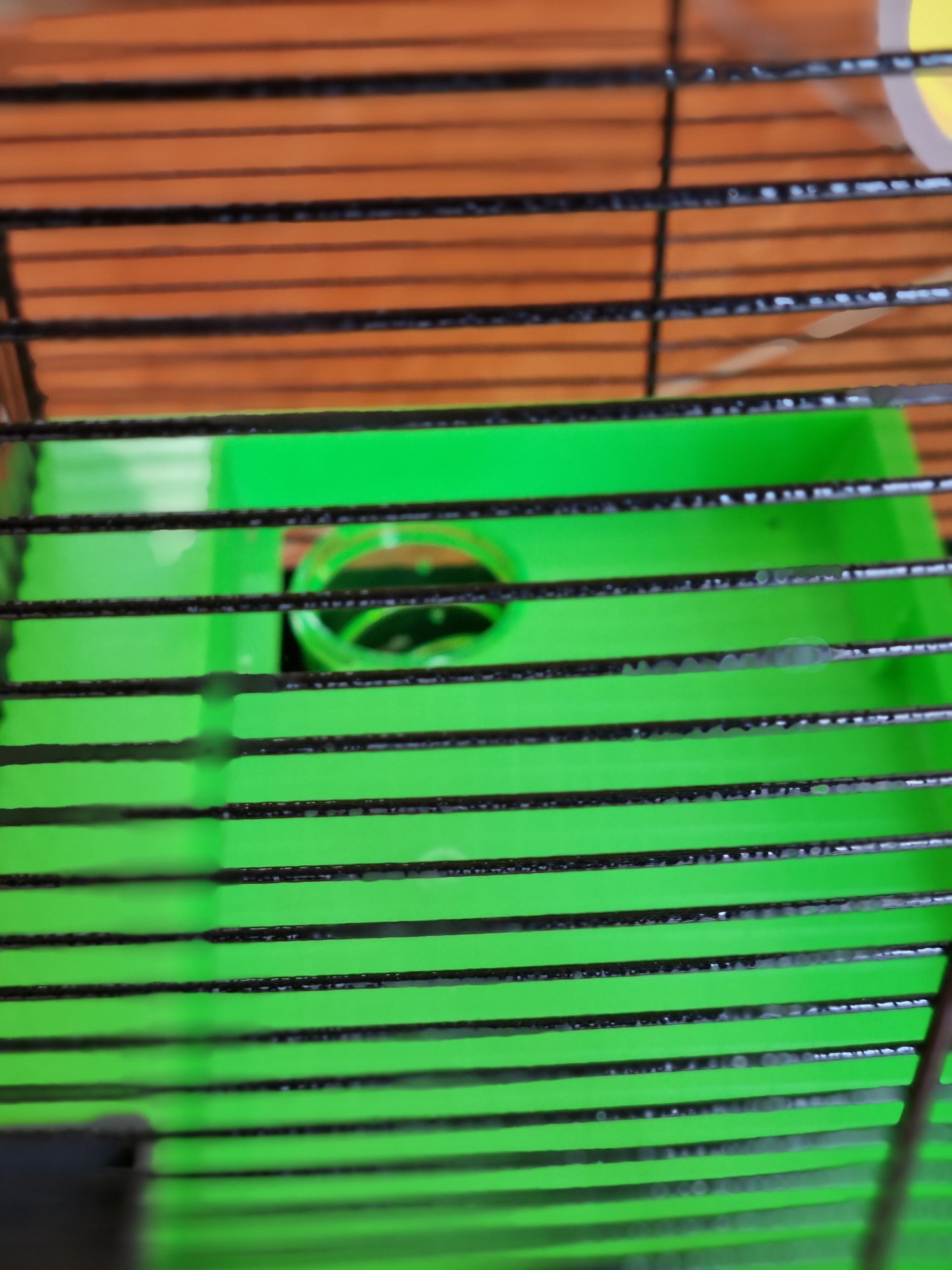 Hamster Cage