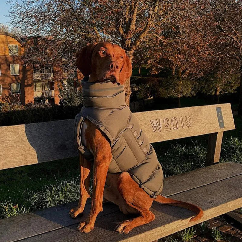 Winter Ward Dog Jacket